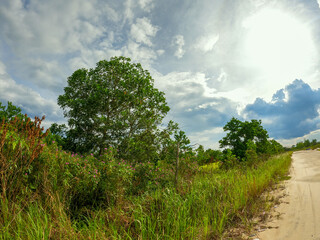 Fototapeta premium Lush Green Trees and Wild Vegetation Along a Bright Rural Sand Road