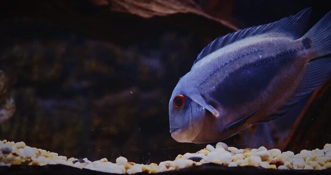 Shanghai, China. Uaru Fish Searches For Food On Bottom With Pebbles, side view. Blue Fish Uaru Swimming In Aquarium. Uaru Cichlid Or Uaru Amphiacanthoides, Triangle Cichlid. Native To The Fast-moving