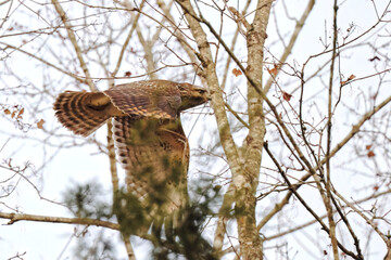 Red shouldered hawk inflight in habitat among bare limbs. 