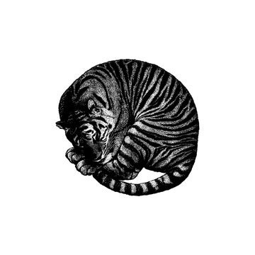 Sleeping tiger curled into a peaceful pose, highlighting the animal&rsquo;s iconic stripes, strength, and calm beauty in a clean, artistic style.