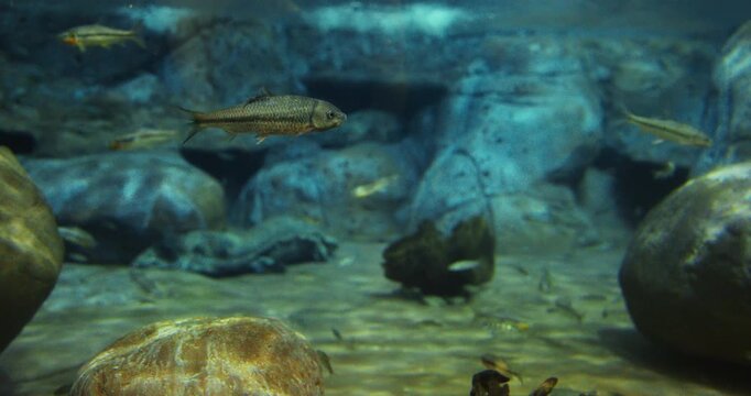Shanghai, China. Barbus Side View. Prochilodontidae Or Flannel-mouthed Characins, Are Small Family Of Freshwater Fishes. Silver Prochilodus Swim In Shanghai Ocean Aquarium. Barbus Fish Float In Zoo
