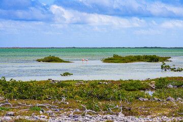 Couple of Greater Flamingos standing in Pekelmeer, a bird sanctuary in Southern Bonaire in the Dutch Caribbean