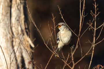 Chirping mockingbird grasping twigs in bare bush. 