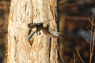 Mockingbird inflight bright sun shows silhouette shadow. 