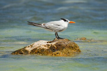 Royal Tern in Lac Bay, a tropical lagoon with shallow turquoise waters on the southeast coast of...