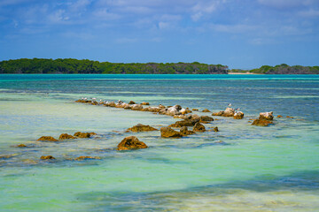 Royal Tern in Lac Bay, a tropical lagoon with shallow turquoise waters on the southeast coast of...