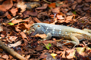 Tegu lizard on Sorobon Beach in Lac Bay, a tropical lagoon with shallow turquoise waters on the...