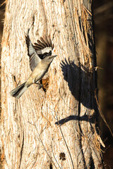 Mockingbird inflight bright sun shows silhouette shadow. 