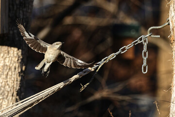 Mockingbird inflight bright sun shows silhouette shadow. 