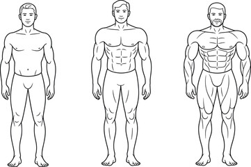 Vector illustration of male body transformation showing progressive muscular development, ideal for fitness, anatomy, bodybuilding, and health education content.