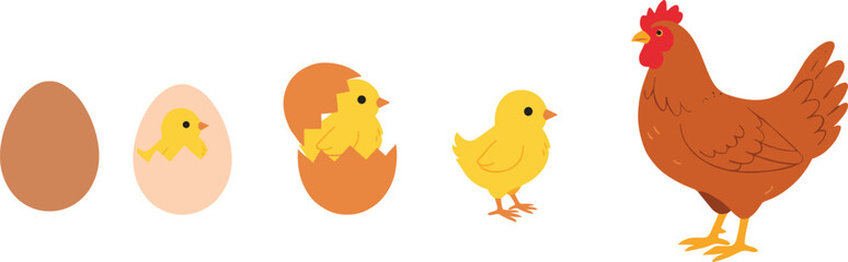 Chicken life cycle from egg to adult hen, ideal for biology education, farming guides, poultry illustrations, and agricultural learning materials.