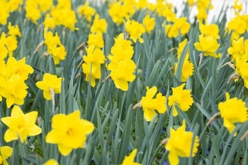 Obraz premium Yellow daffodils blooming in green foliage with multiple flowers visible in a garden setting during daylight with soft light illuminating the petals and leaves