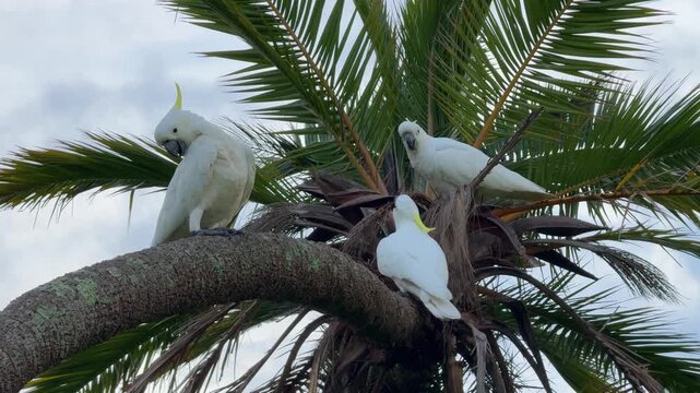 Two Australian Sulphur-crested Cockatoos in a Tree	
