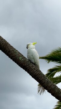 Two Australian Sulphur-crested Cockatoo on a Branch	