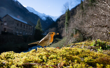 European robin on a green moss in front of a mountain village in the background. French Pyrenees