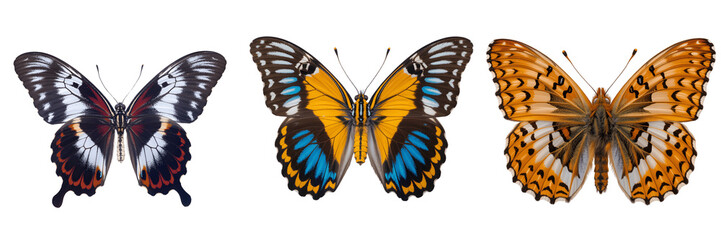 Three colorful butterflies on transparent background