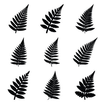 fern leaf silhouette icon set