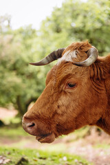 Cows in the Laurel Forest of Fanal, Madeira. Brown cow with prominent horns grazing in a lush green pasture surrounded by trees and natural scenery