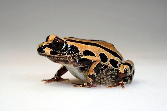 Senegal running frog // Senegal-Rennfrosch (Kassina senegalensis)
