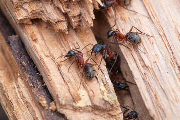 Worker Carpenter Ants Move in and out of the Nest