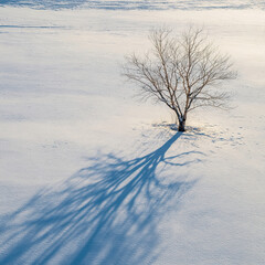 Solitary Tree and Shadow on Snow