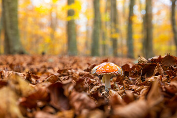Seta amanita muscaria creciendo entre las hojas secas de un bosque otoñal