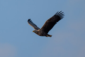 White tailed eagle