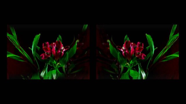 Delicati fiori rossi che sbocciano rapidasmente in timelapse