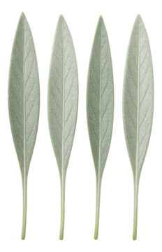 Narrow, lanceolate leaves with a silvery, felt-like texture.