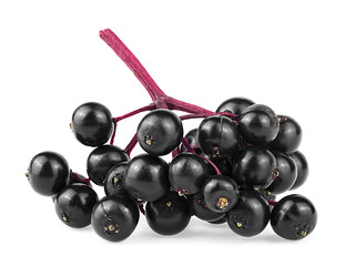 Fresh elderberry berries on red branch isolated over white background. Sambucus fruit, healing berries.
