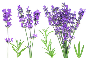 Fototapeta premium Collection of lavender flowers isolated on a white background. Beauty therapy. Lavender flower design elements for alternative and herbal medicine.