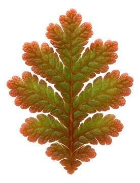 Azolla fern featuring small, overlapping leaves in reddish-green tones.