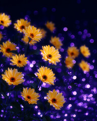 Yellow Daisies Against Vibrant Purple Bokeh Background