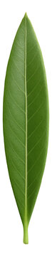 Narrow lanceolate olive willow leaf with a smooth texture.