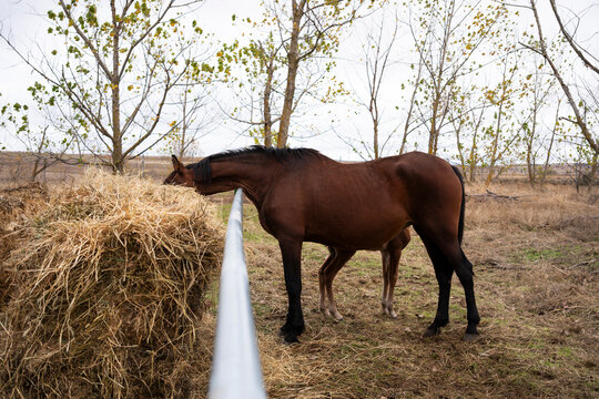Horse grazing in autumn field alongside serene trees