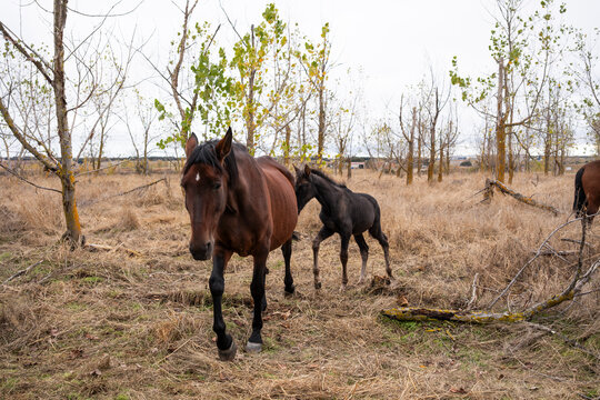 Horses roaming freely in an autumn field