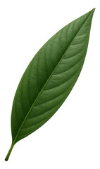 Fototapeta premium Long, narrow lanceolate leaf with a prominent central vein.