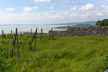  Blick vom Tafelberg Badacsony mit seinen Weinbergen in die Landschaft am Nordbalaton, zwischen den Orten Badacsonytomaj und Badacsony, Nationalpark Balaton-Oberland, Balaton, Ungarn