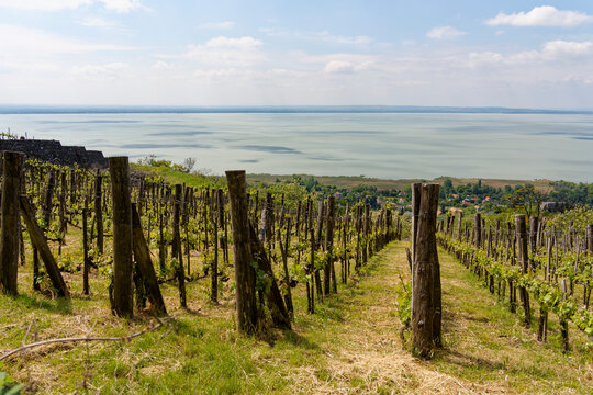  Blick vom Tafelberg Badacsony mit seinen Weinbergen in die Landschaft am Nordbalaton, zwischen den Orten Badacsonytomaj und Badacsony, Nationalpark Balaton-Oberland, Balaton, Ungarn