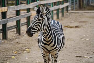 Fototapeta premium Zebras walk in a special enclosure at the zoo.