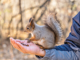 A squirrel in the spring or autumn eats nuts from a human hand. Eurasian red squirrel, Sciurus vulgaris