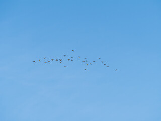 Flock of geese in flight