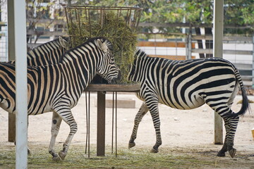 Fototapeta premium Zebras walk in a special enclosure at the zoo.