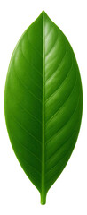 Obraz premium Smooth-edged, single-blade leaf in vibrant green.
