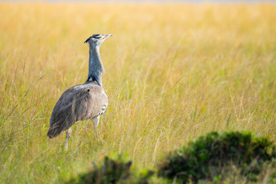 Kori bustard in Masai Mara national park grassland