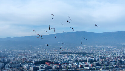 Antakya city landscape with pigeons