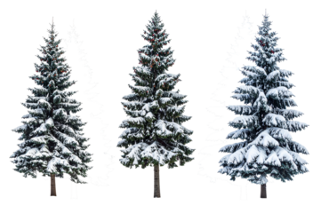 Snow cover fir trees  isolated on transparent background