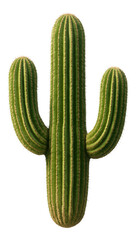 Mature saguaro cactus featuring tall, upright arms and spiky ribs.