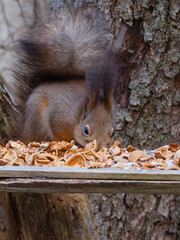 A furry squirrel munches on a walnut