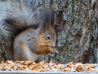 A furry squirrel munching on a walnut.